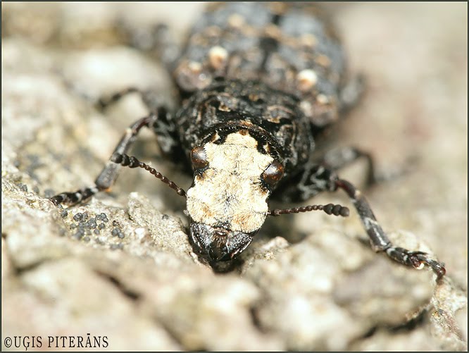 Sveķu platsmeceris (Platyrrhinus resinosus)