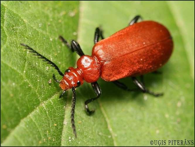 Ugunsvabole (Pyrochroa serraticornis)
