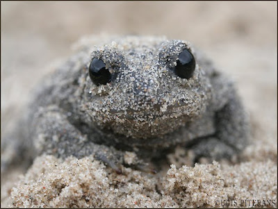 Parastais krupis (Bufo bufo)