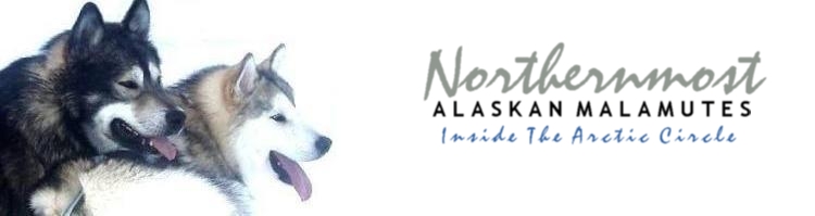 Northernmost Alaskan Malamutes