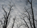 Under the cottonwoods