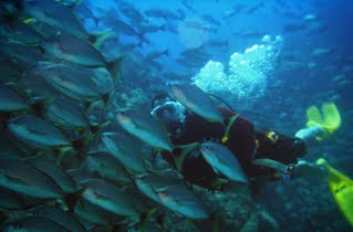 Buceo Parque Nacional Corcovado, Osa, Costa Rica