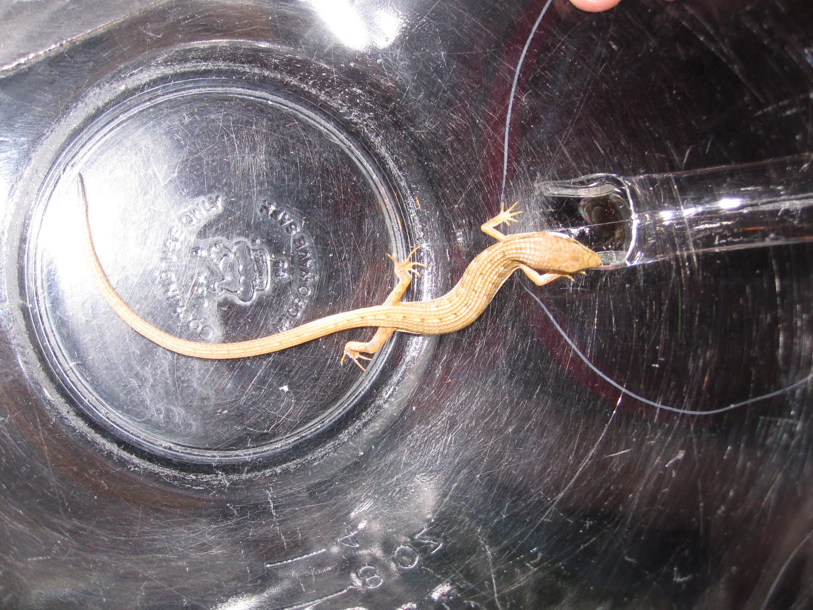 mintagehome: OMG-these's a lizard in the house