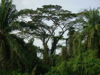 Typical+roadside+vegetation.JPG