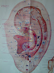 Ear Acupuncture points.