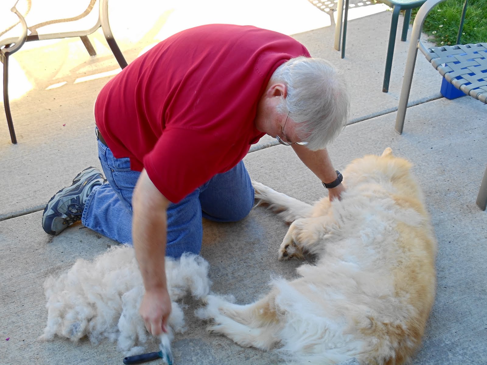 Dogsblog Dog Shearing