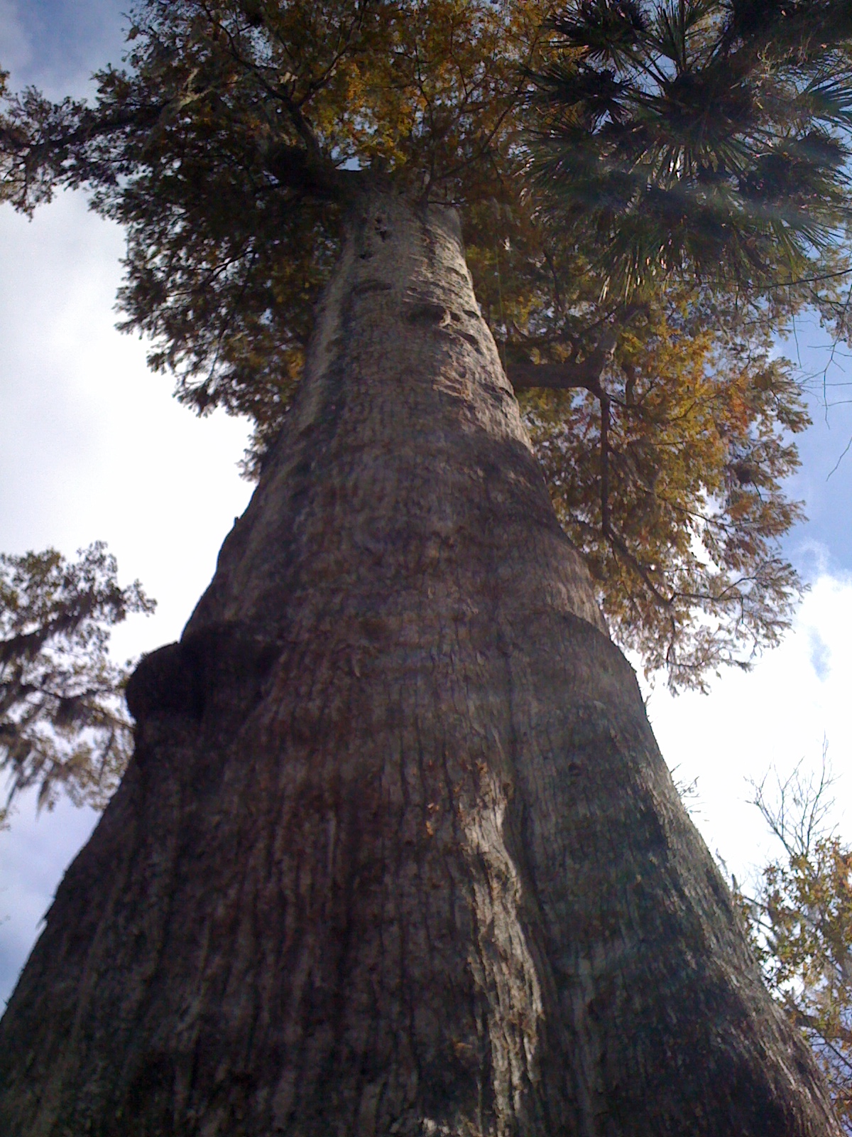Free Time Florida (Very) Big Tree Park, Longwood, FL