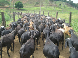 Animais a venda - Fêmeas Santa Inês
