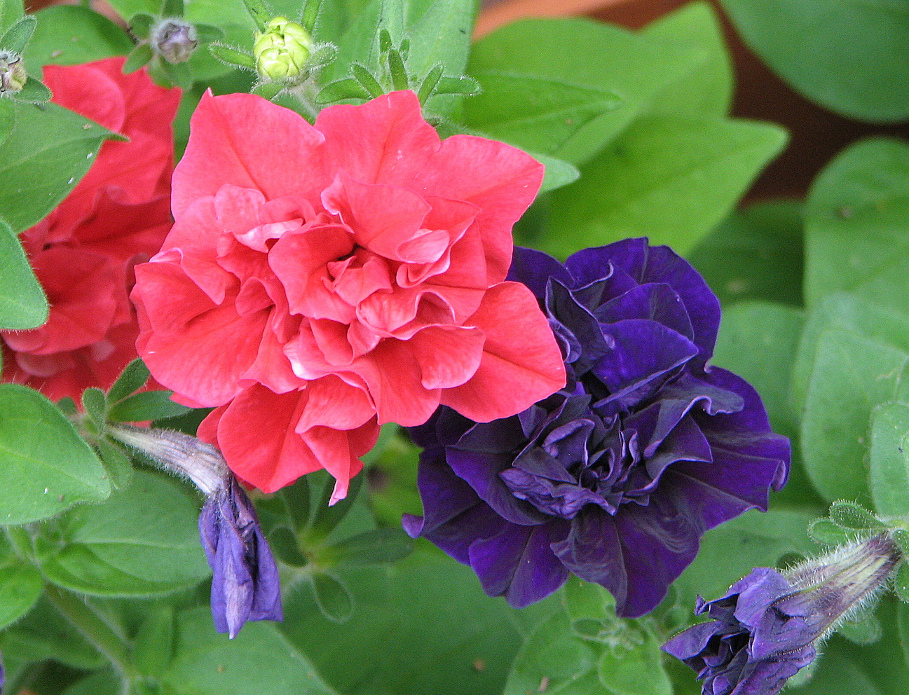 Bush Bernie s Blog Flower Flaunt On Friday Early Spring In North east Oz 