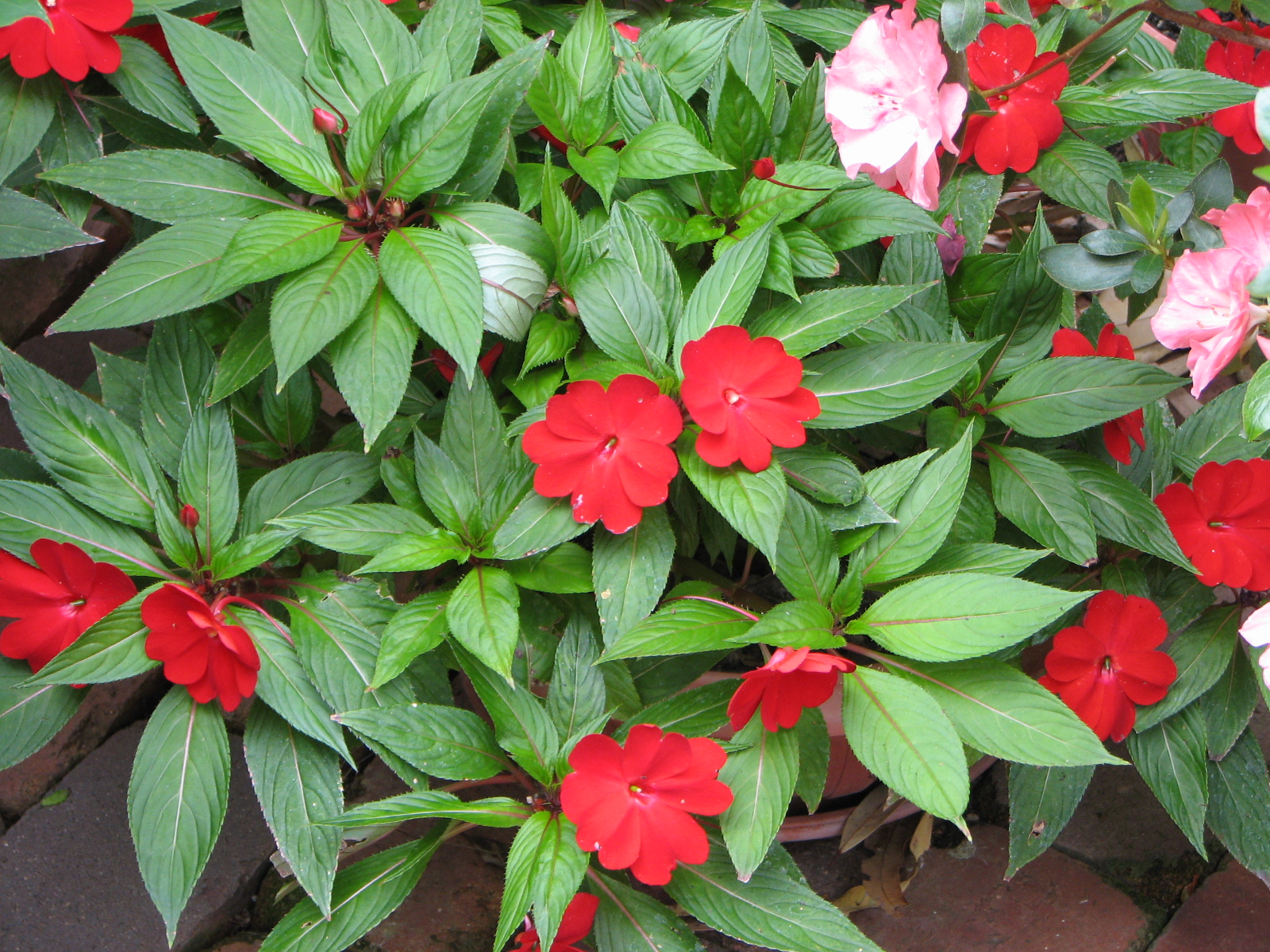 Gallery of pictures of impatiens flowers.