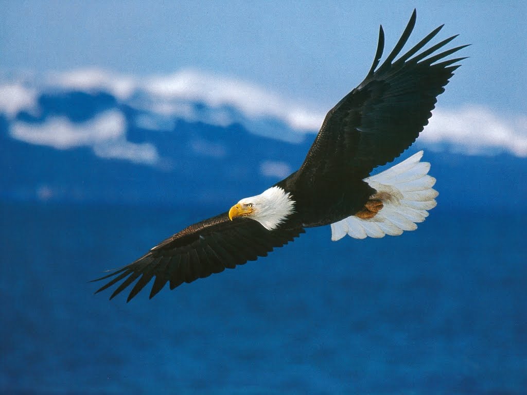 soaring eagle clip art free - photo #46