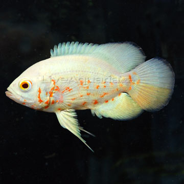 Freshwater Fishs July 2010