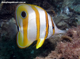 [Copperbanded+Butterflyfish.bmp]