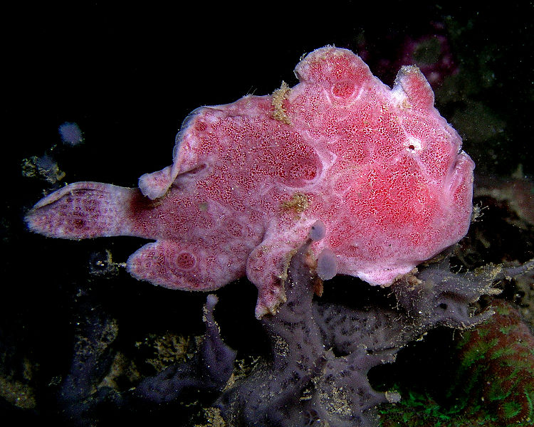 psychedelic frogfish