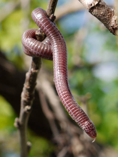 cobradeduascabeças  Mundo da Biologia