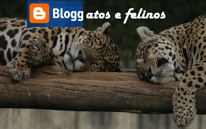 BLOGGatos e felinos