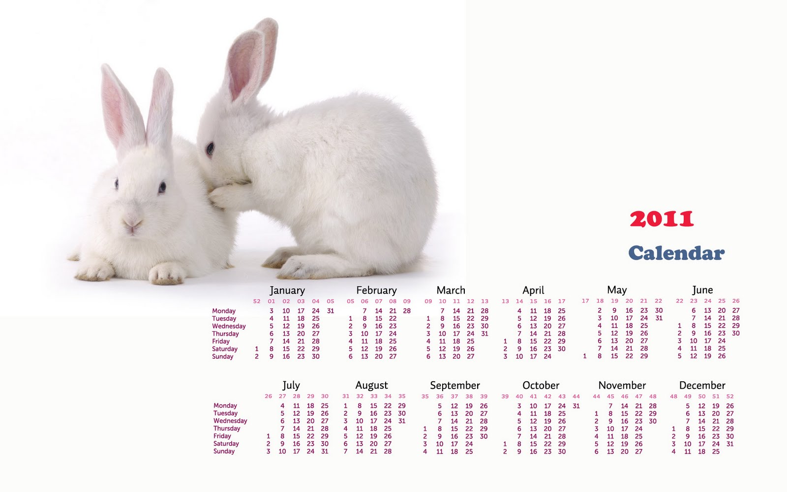 Mei Blog: Year Of Rabbit 2011 Begin