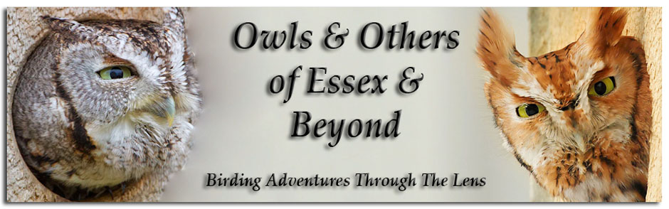 Owls & Others of Essex, MA