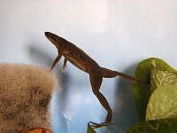 African Dwarf Frog