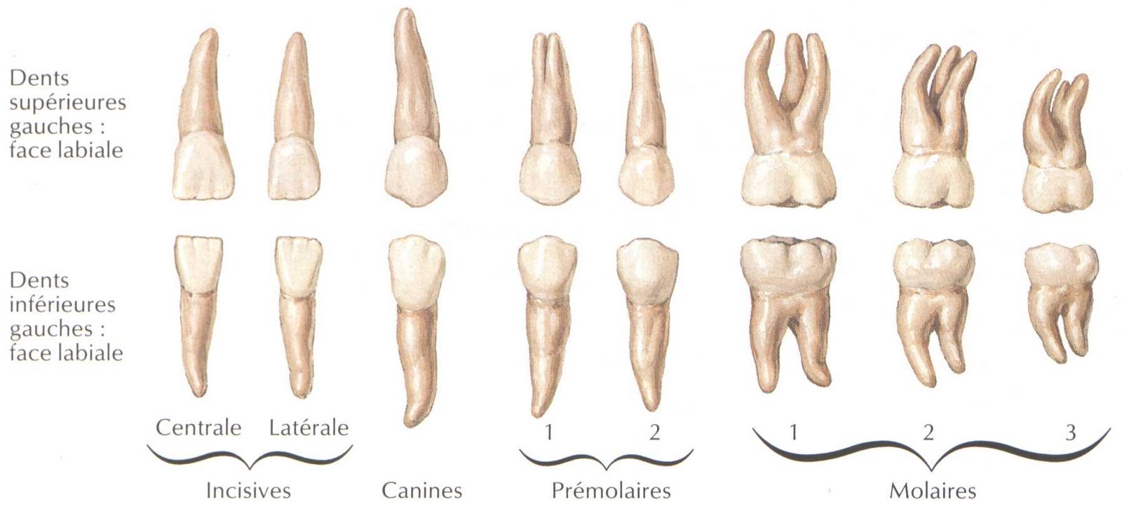 Расположение корней зубов