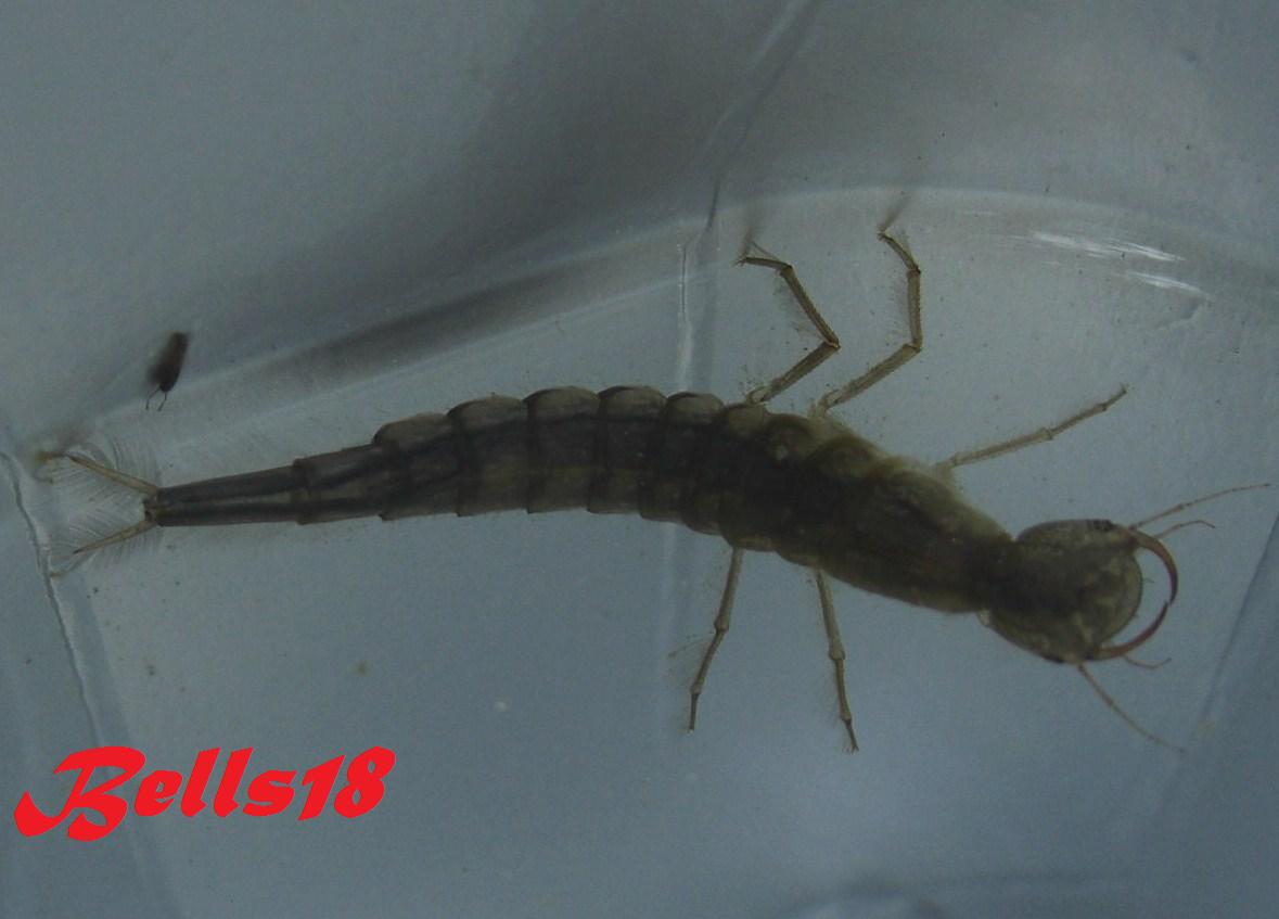 Dias de campo Caballito del diablo