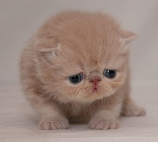 emo-kitten.jpg