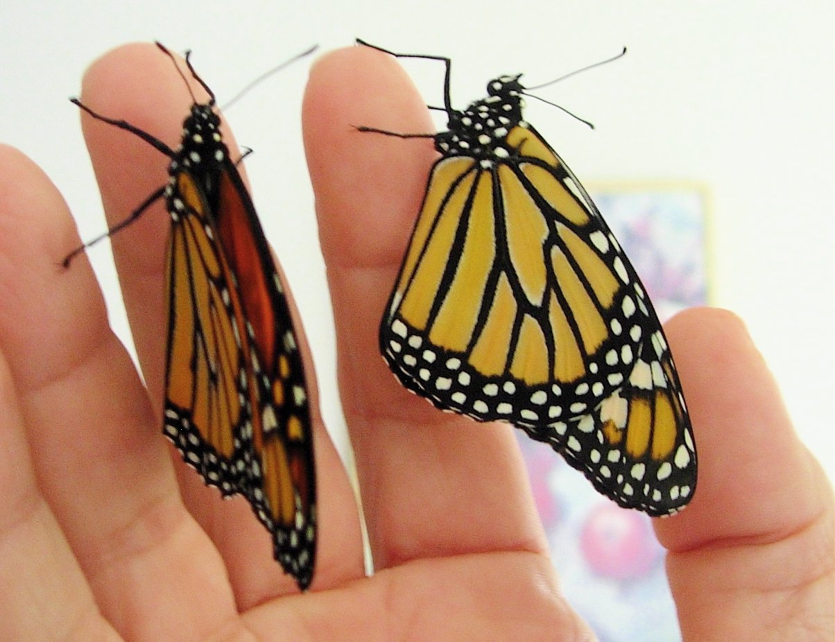 [monarchs+on+my+hand.jpg]