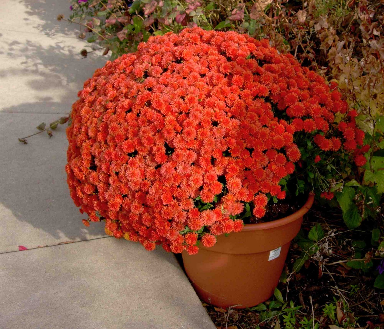 [garden+chrysanthemum.jpg]