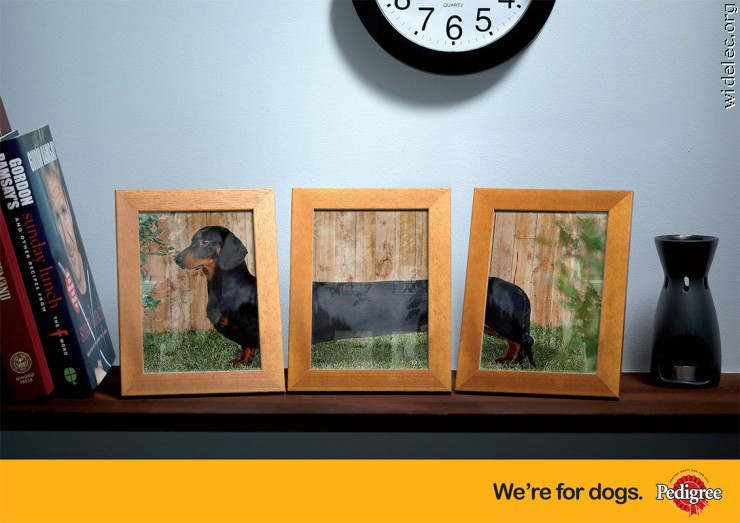 [clever+dog+photo.jpg]