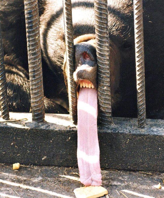[bear's+tongue+Izismile.jpg]