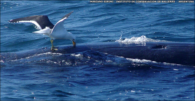 [seagull+attacking+whale.jpg]