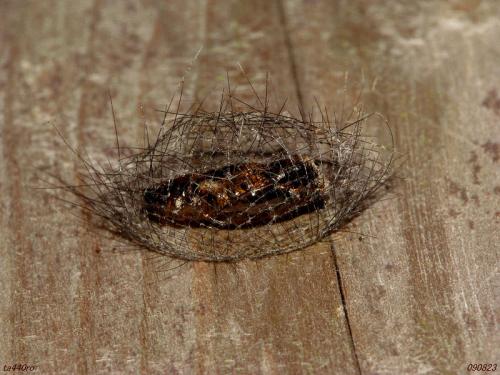 [hairy+cocoon.jpg]