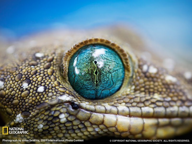 [Green-eyed+gecko+eye.jpg]