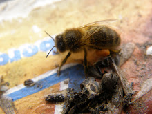 les abeilles du jardin d'Hélène
