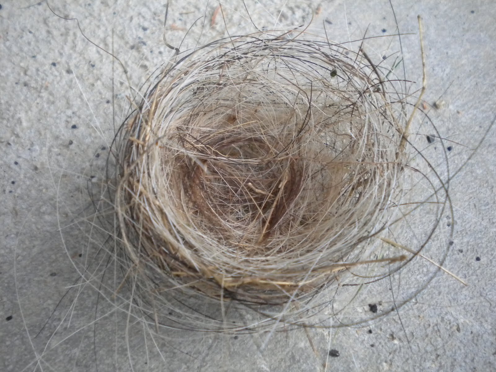 Life at the Blue Rock Ranch Horsehair nest