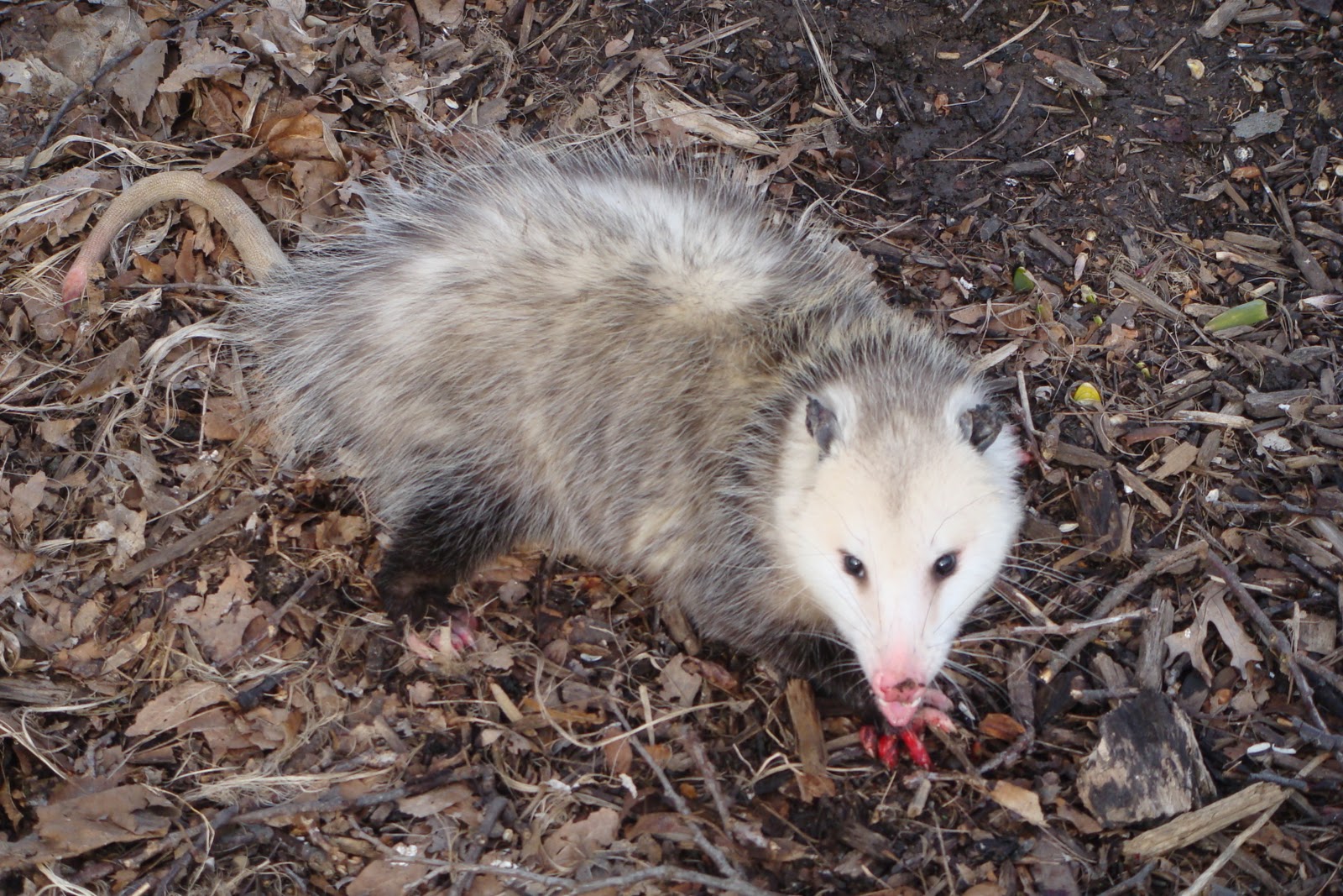 Life at the Blue Rock Ranch: Possum Tracks