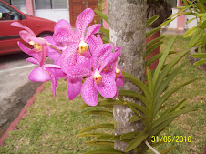 Bunga Orkid cantik....
