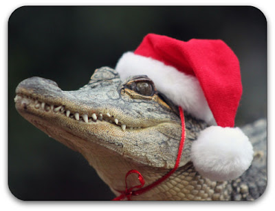 101223112645_christmas_animals_466x350_caters_nocredit.jpg