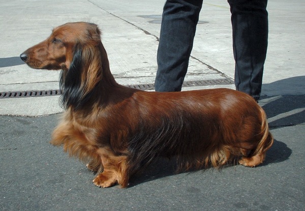 [Std_Dachshund_600.jpg]