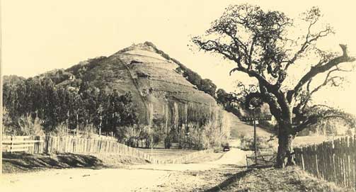 Marin Kid all Grown Up