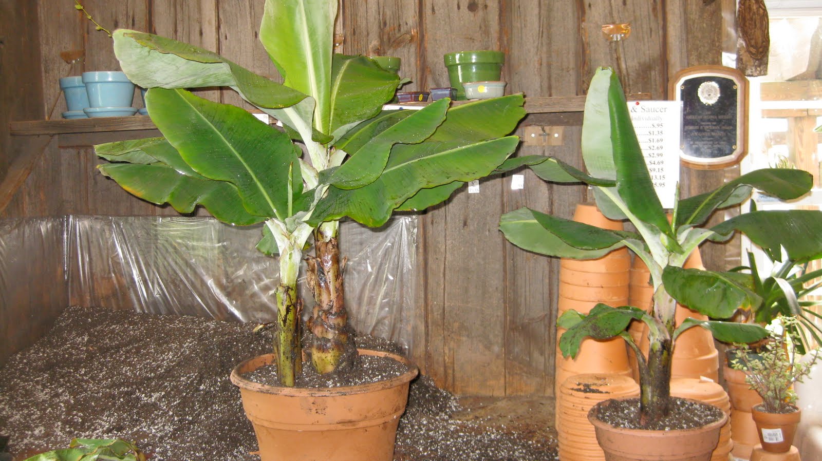 Logee's Tropical Plants Blog How To Divide Your Dwarf Banana