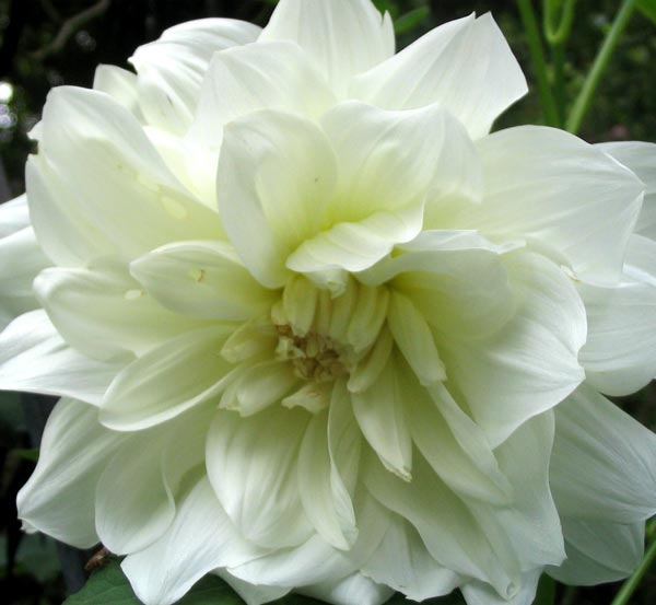 [dahlia-white-flower.jpg]