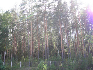 Борский лес