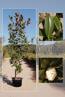 Viveros Cabaleiros .: Magnolia grandiflora 