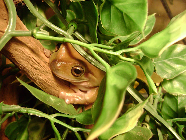 The Tao of Worm Farming: Whites Tree Frog Changing Colour
