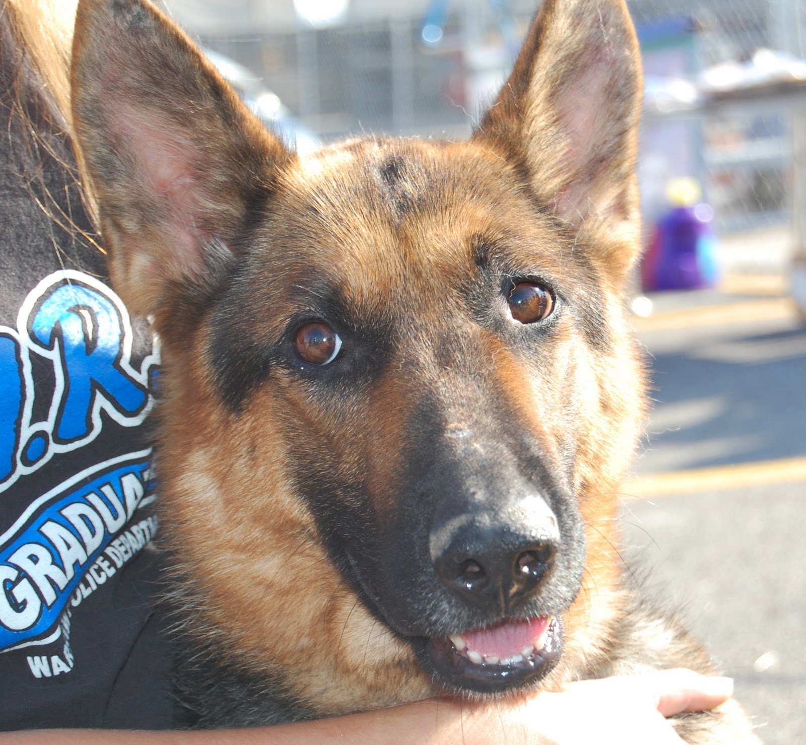 one-dog-at-a-time-rescue-leny-full-blooded-german-shepherd-dog