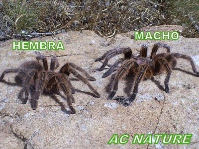 A-C NATURE: ARAÑA POLLITO