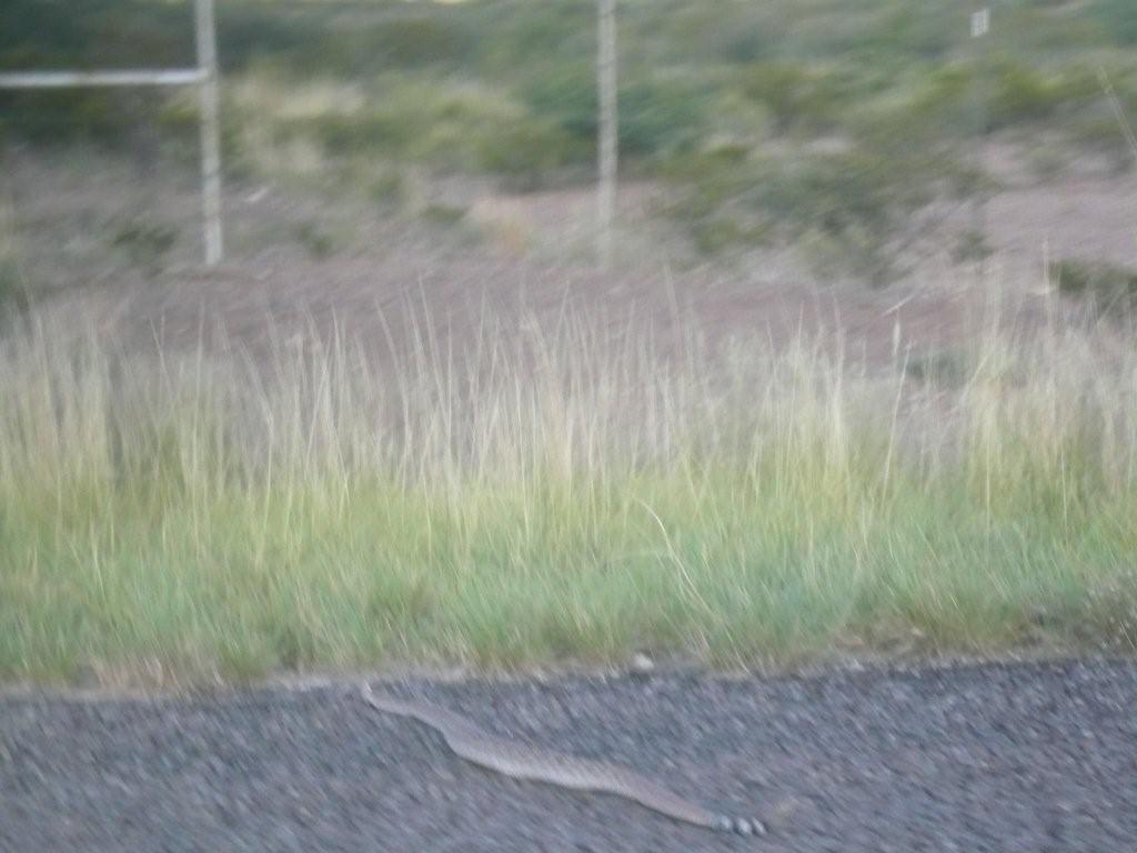 [rattlesnake.jpg]