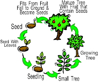 Science Year 3: Life cycle of a plant.