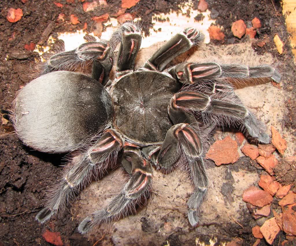World's Biggest Spider ever Seen ~ MyClipta